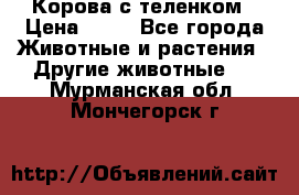 Корова с теленком › Цена ­ 69 - Все города Животные и растения » Другие животные   . Мурманская обл.,Мончегорск г.